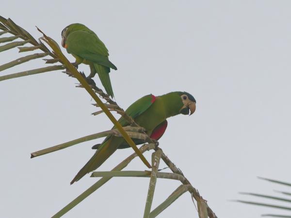 Roodschouderara (Diopsittaca nobilis)